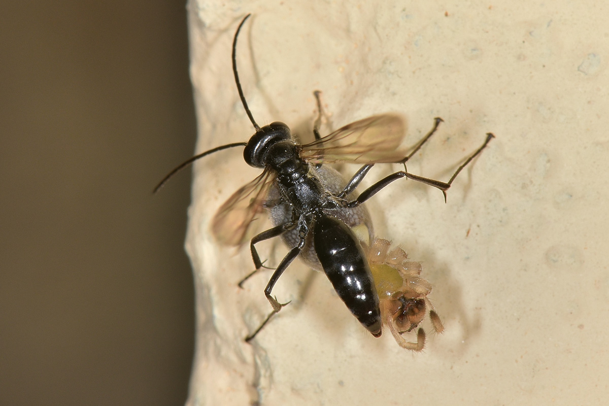 Pompilidae: Auplopus carbonarius e Ichneumonidae suo parassitoide